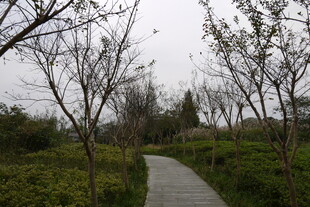 林间幽径 春日静谧景致