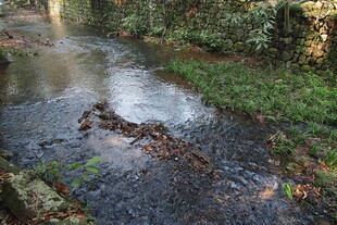 林间潺潺溪流与枯木