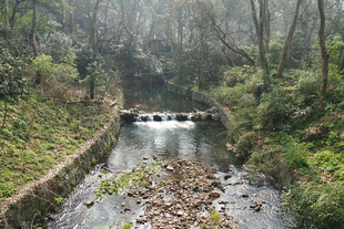 山林间潺潺溪流美景