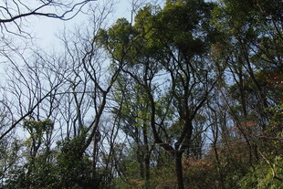 山林间枯荣交织的树木