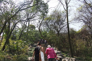 林间栈道上的徒步人群