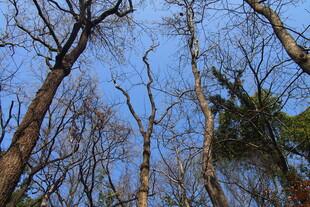 仰视枯树林的蓝天景象