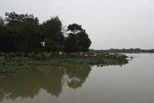 湖畔绿植环绕的宁静水域