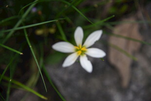 白色小花绽放于草丛间