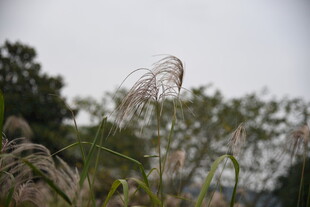 风中摇曳的轻柔芦苇