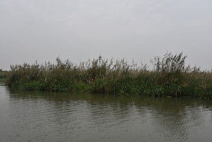 宁静水边芦苇荡景色