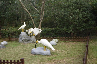 庭院中优雅的白鹭景观