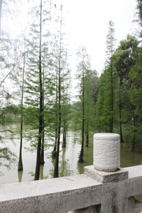 水边挺拔水杉景观