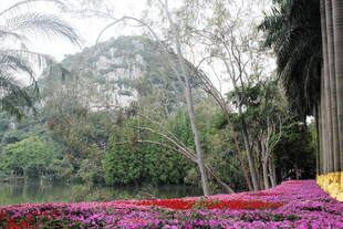 繁花绿树环绕的美丽景致