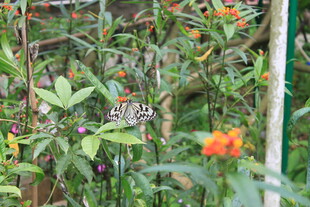 绿叶间的蝴蝶与鲜艳花朵