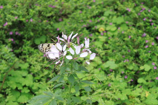 绿叶间的白色花朵