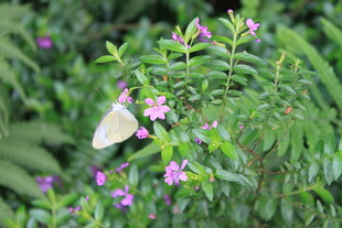 花丛中停歇的白色蝴蝶