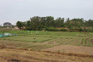 湛江乡村田野风光