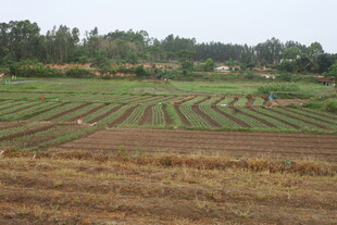 湛江田园风光中的规整农田