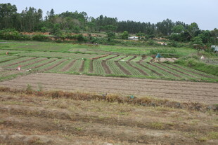 湛江乡村田野农田耕种景象