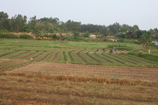 湛江田野田园风光景色画面