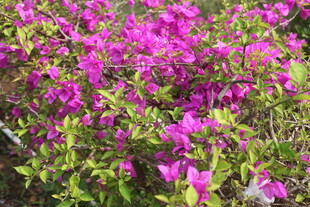 湛江盛开的紫色杜鹃花