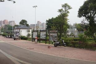 湛江城市路边景致