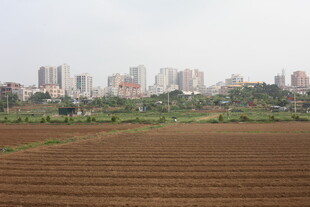 湛江城市边的农田风光