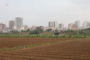 湛江城市边的农田景观
