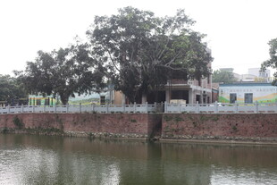 湛江河畔绿树环绕的古朴景致