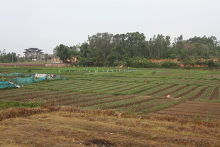 湛江田园农田风光