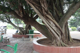 湛江古榕树盘根错节的独特景观