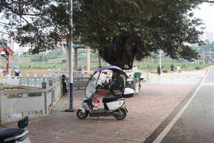 湛江树下骑电动车撑伞的人