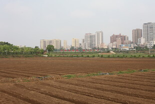 湛江城郊农田与远处高楼景观