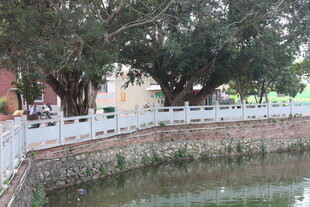 湛江古树下的河畔景致