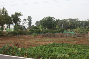 湛江田野风光 绿意农田景象