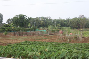 湛江田园风光中的农田与植被