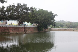 湛江宁静湖边绿树环绕景象