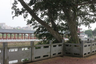 湛江河畔大树与围栏景致
