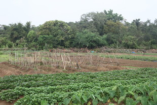 湛江绿意盎然的农田景象