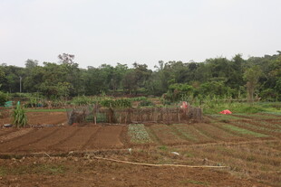 湛江农田景象 远处有茂密树林