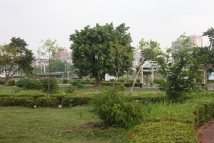 湛江城市中的静谧绿植景观