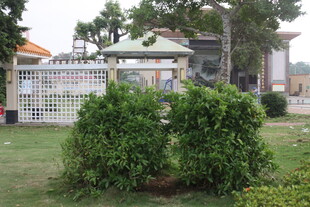 湛江庭院绿植与建筑景观