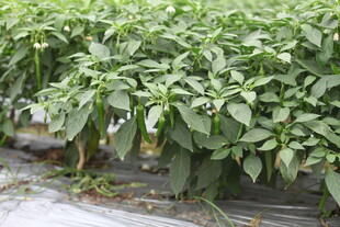 湛江温室中的辣椒植株