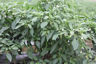 湛江绿叶繁茂的辣椒植株