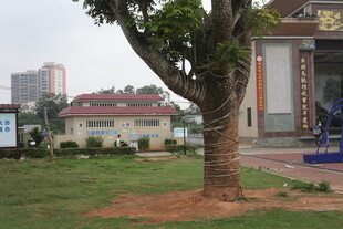 湛江庭院绿树与建筑景观