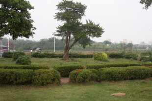 湛江园林景观中的绿植与小径