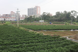 湛江城郊田园风光