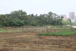 湛江城郊农田与远处林立高楼