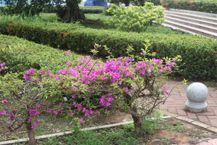 湛江花园中的烂漫紫色花卉