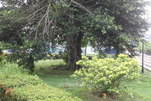 湛江绿意盎然的户外园林景观