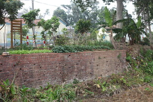 湛江庭院绿植环绕的红砖墙