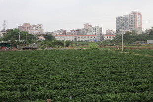 湛江城市边的翠绿农田