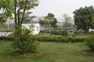 湛江城市中的静谧绿化景观