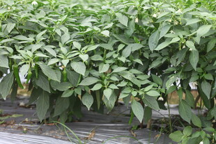 湛江田间茂盛的辣椒植株